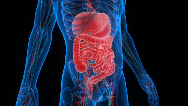 digestive2